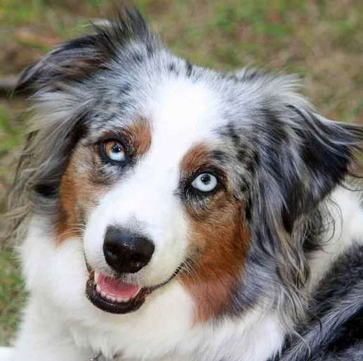 Miniature Australian Shepherd