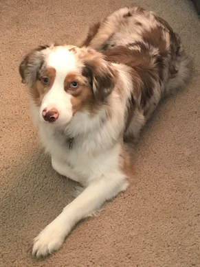 Mini Australian Shepherd